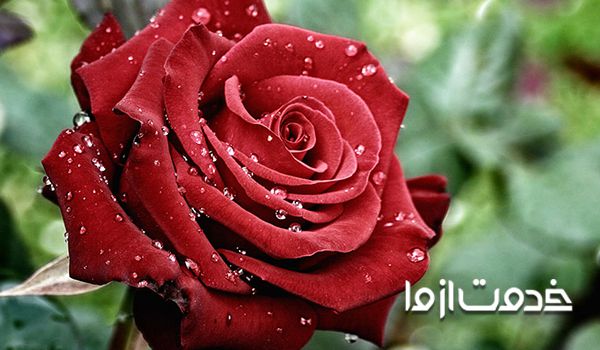 آبیاری به موقع و درست